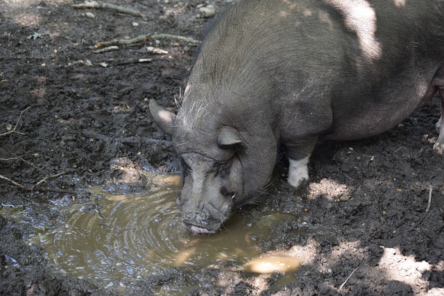 比赛背景和 比赛背景和